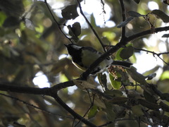 Parus major