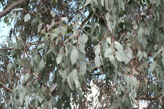 Eucalyptus blakelyi