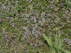 Thymus pulegioides