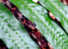 Polypodiaceae