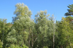 Salix alba