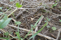 Achyra nudalis