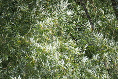 Salix alba