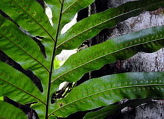 Polypodiaceae