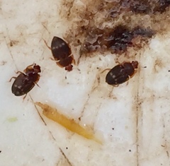 Stelidota geminata