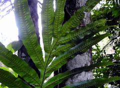 Polypodiaceae
