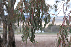 Eucalyptus blakelyi
