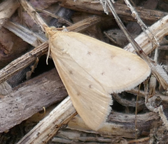 Achyra nudalis