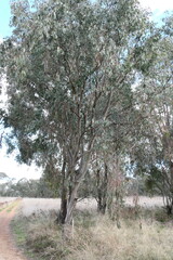 Eucalyptus blakelyi