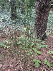 Poa nemoralis