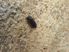 Armadillidium depressum