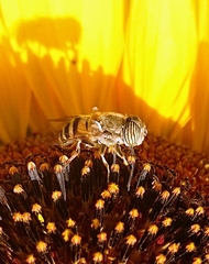 Eristalinus taeniops