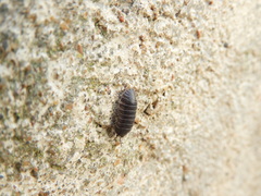 Armadillidium depressum