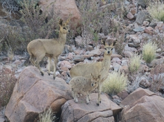 Oreotragus oreotragus