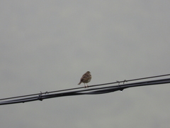 Anthus hodgsoni