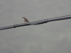 Anthus hodgsoni