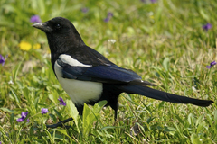 Pica serica