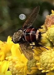 Tachinini