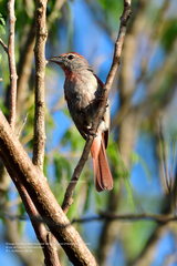 Piranga roseogularis