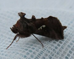 Autographa precationis