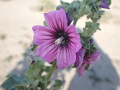 Malva arborea