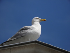 Larus argentatus