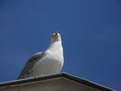 Larus argentatus