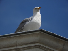 Larus argentatus