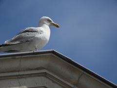 Larus argentatus