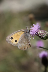 Hyponephele lycaon