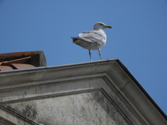 Larus argentatus