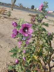 Malva arborea