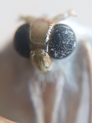 Campaea margaritaria