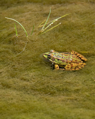 Pelophylax perezi