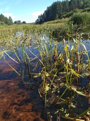 Sagittaria sagittifolia