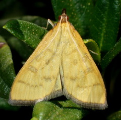 Mecyna flavalis