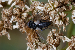 Diptera