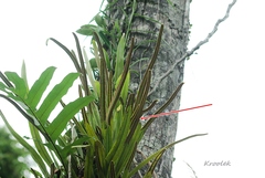 Pyrrosia longifolia