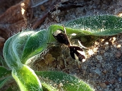 Traumatomutilla bifurca