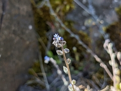 Myosotis arvensis
