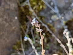 Myosotis arvensis