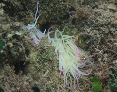 Anemonia viridis