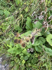 Arctium lappa
