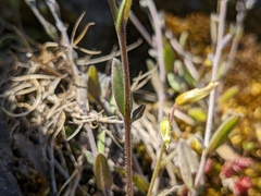 Myosotis arvensis