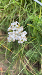 Achillea millefolium