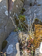 Myosotis arvensis