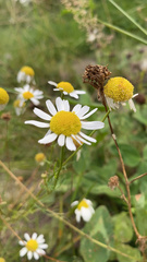 Matricaria chamomilla