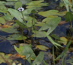 Sagittaria sagittifolia