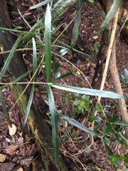 Atractocarpus chartaceus