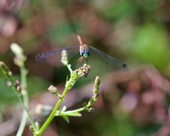 Sympetrum ambiguum